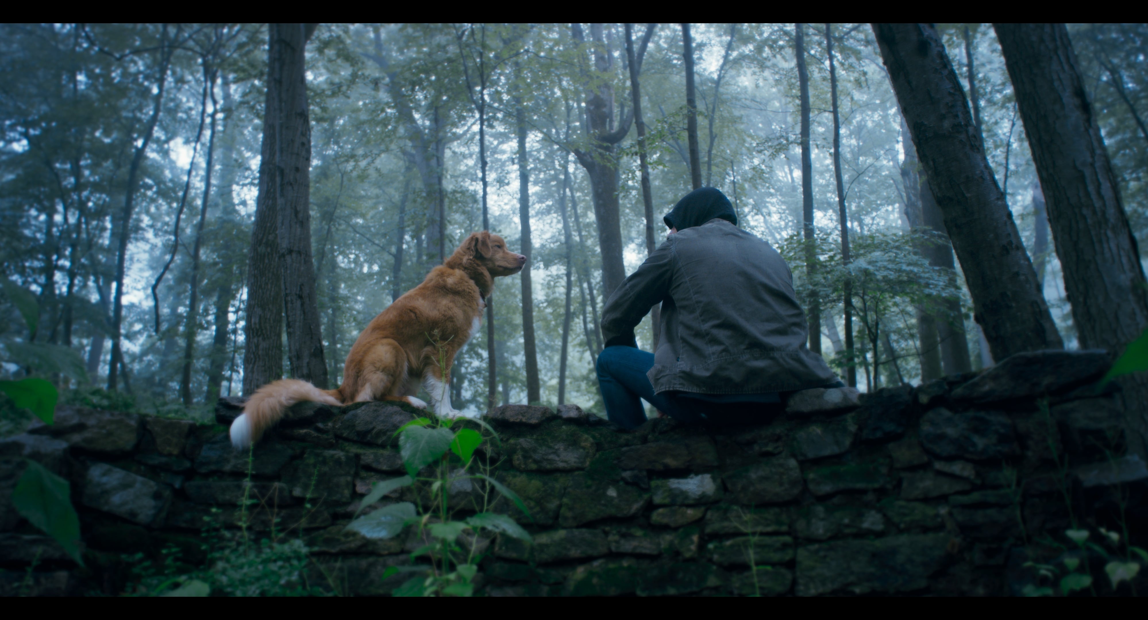 El protagonista es Indy, un pichicho de raza retriever.