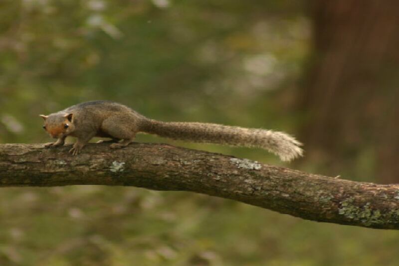 La ardilla de vientre colorado es una de las especies que amenazan a la conservación de la diversidad biológica.