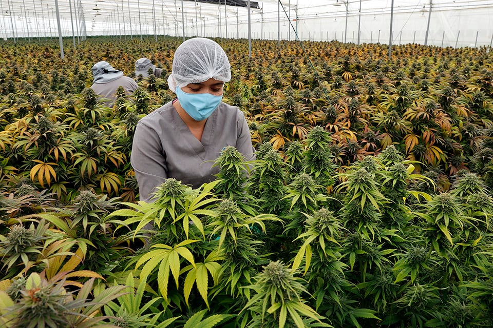 El avance de la investigación y producción de cannabis tendrá múltiples efectos en la salud pública e individual. 