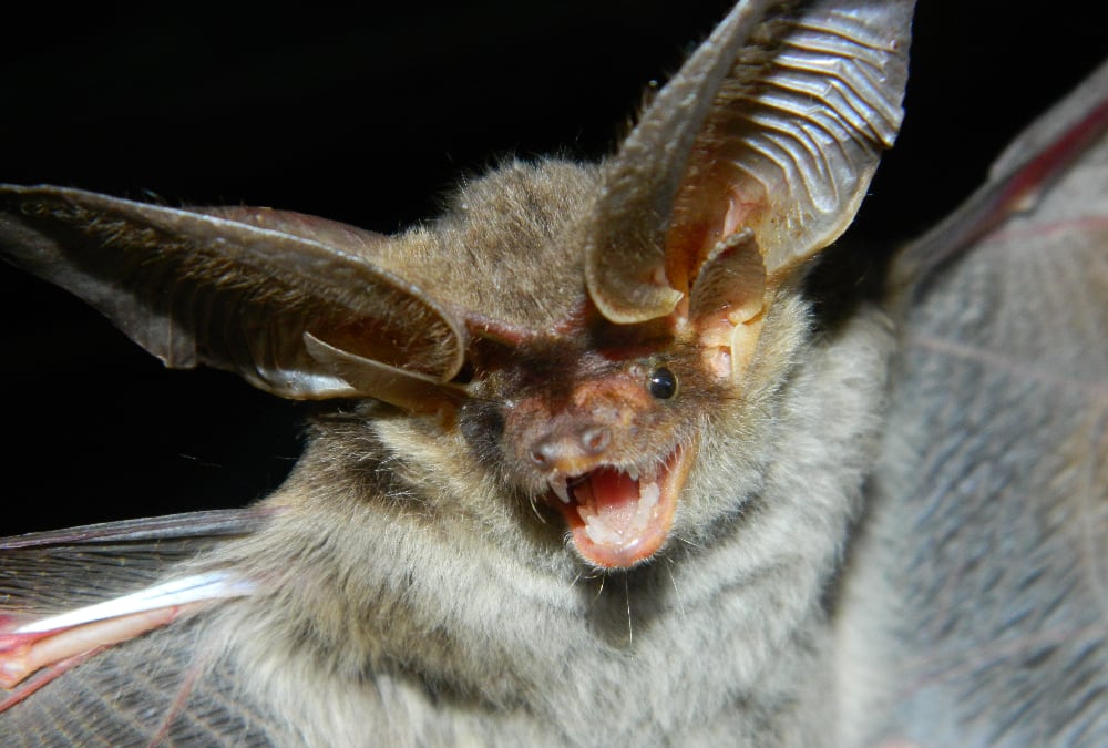 Histiotus velatus, un insectívoro que habita en Salta