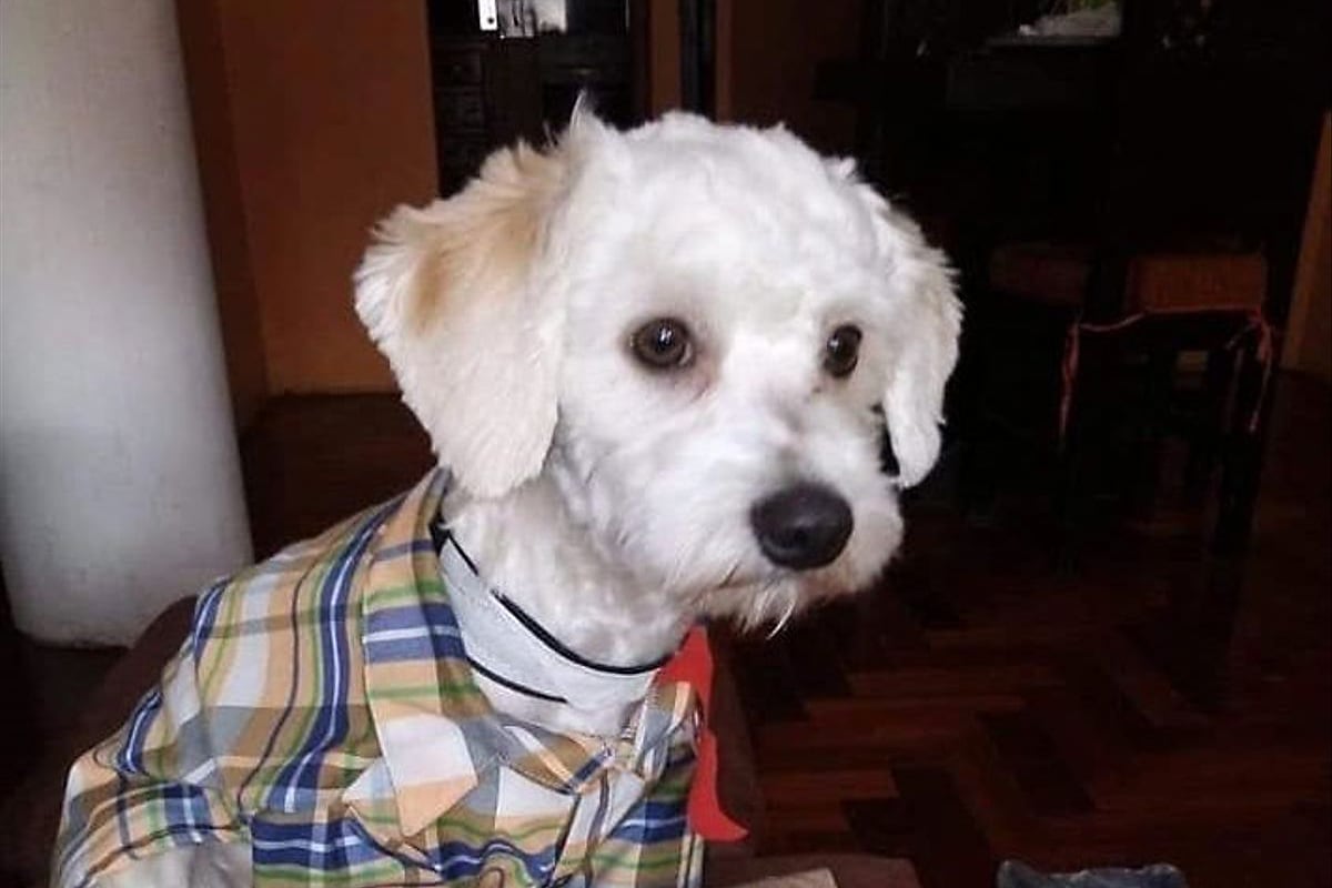 El caniche Luno tiene tres años