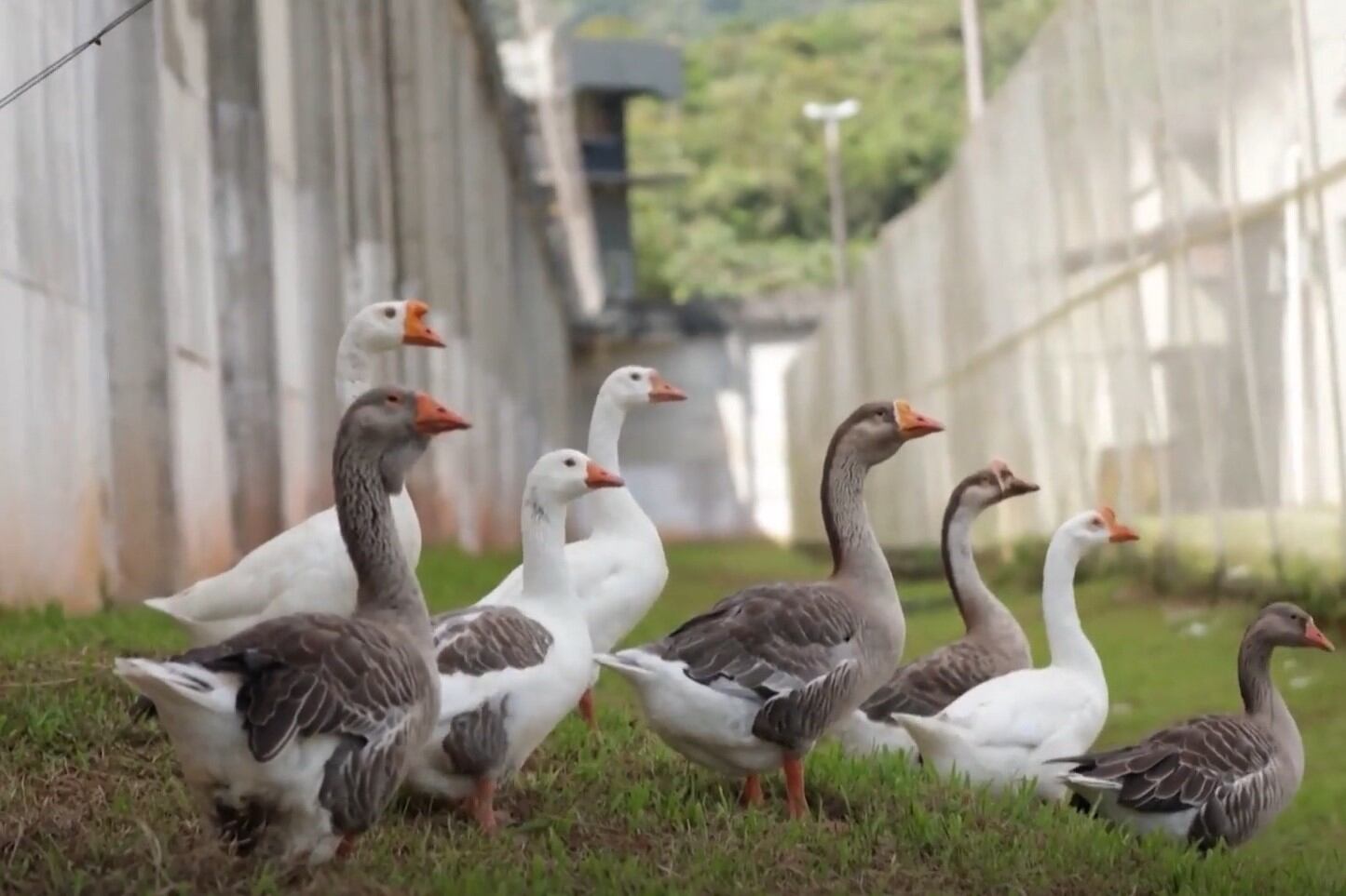 El Complejo Penitenciario de São Pedro de Alcântara adoptó esta práctica poco convencional en 2009 y la mantiene hasta hoy (Imagen Captura: El País).