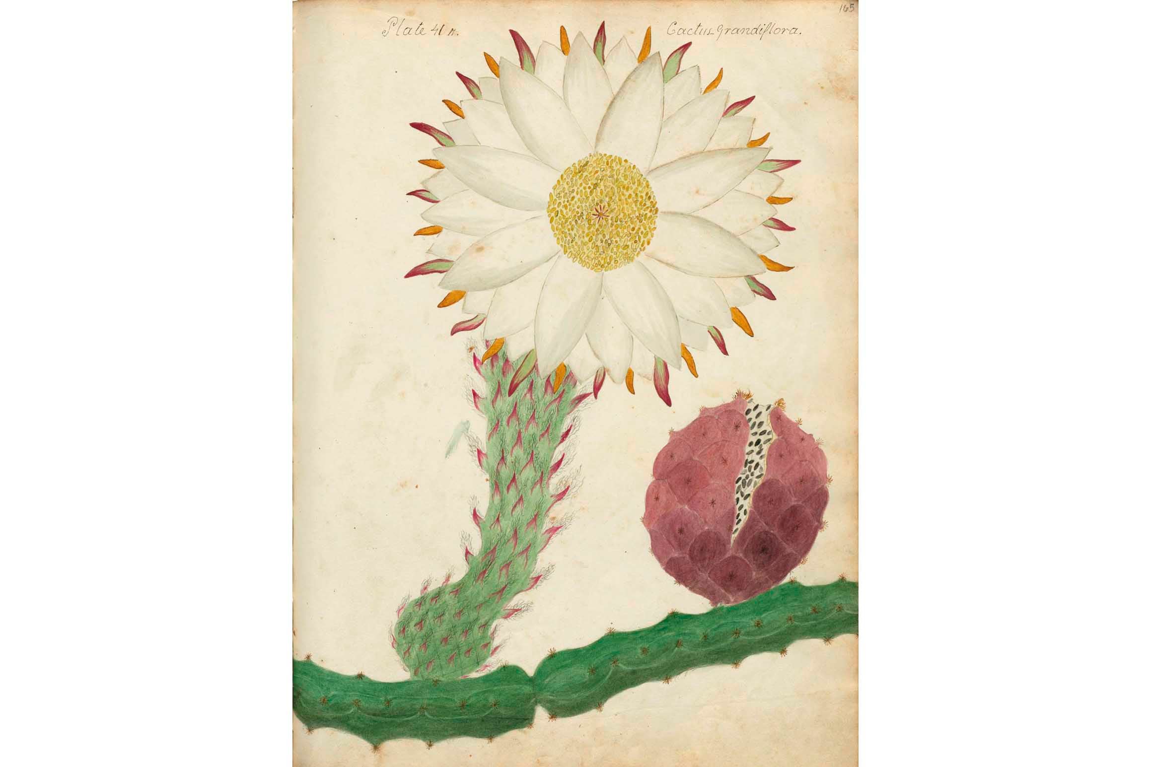 Una de las ilustraciones que Anne realizó para el manuscrito de sus descubrimientos botánicos.