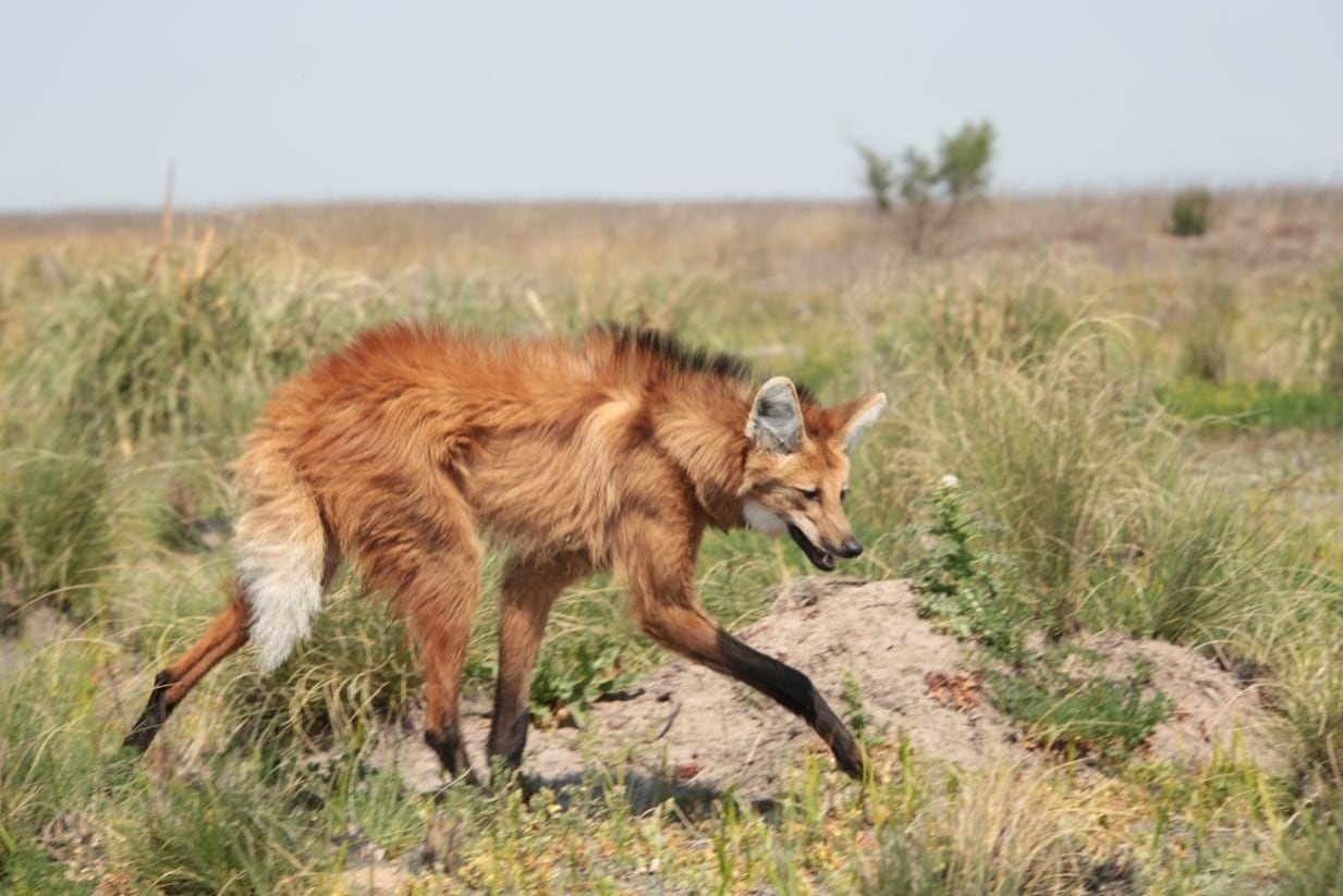 El aguará guazú es un mamífero que está en peligro de extinción. Imagen: Ministerio de Ambiente de la Nación. 