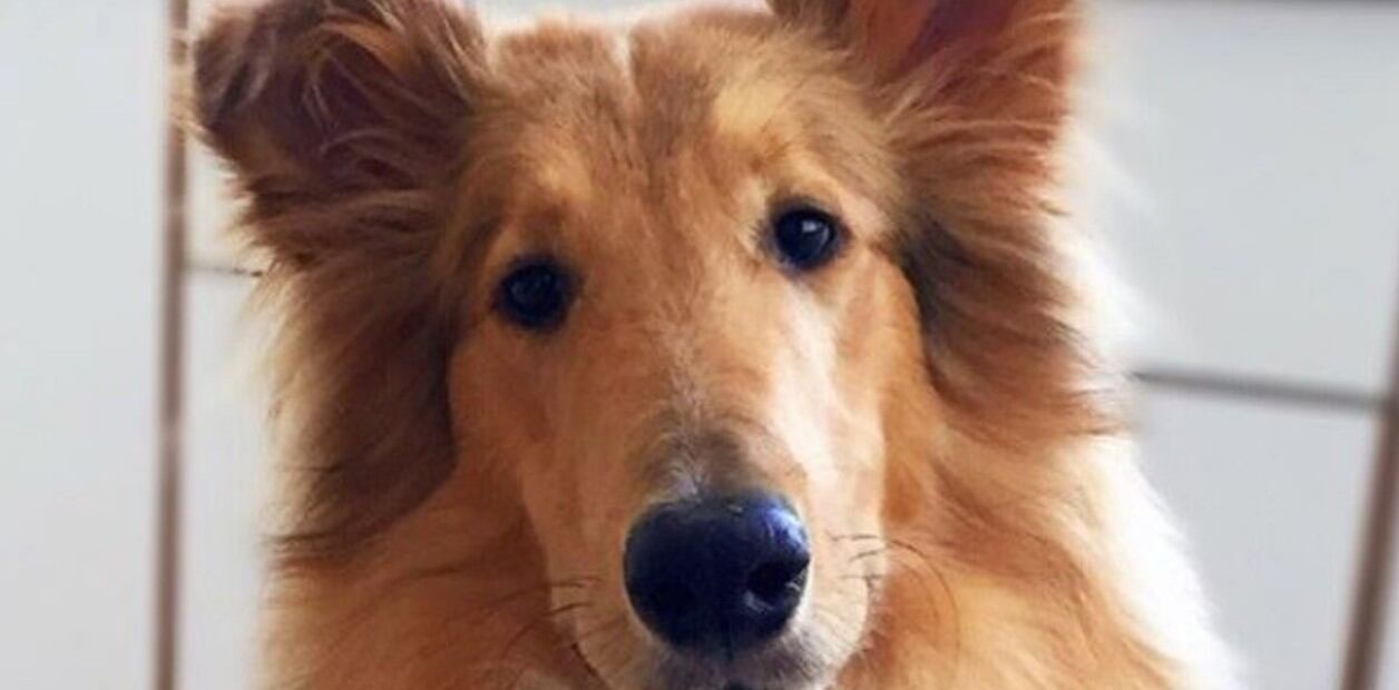 Dylan, el perro de Alberto Fernández