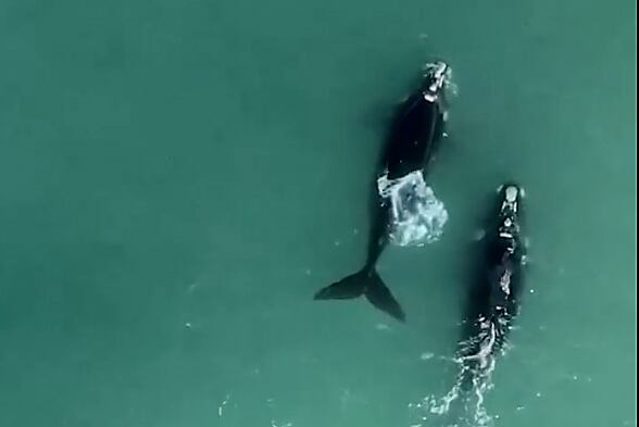 Dos ballenas francas aparecieron en Playa Grande en Mar del Plata.