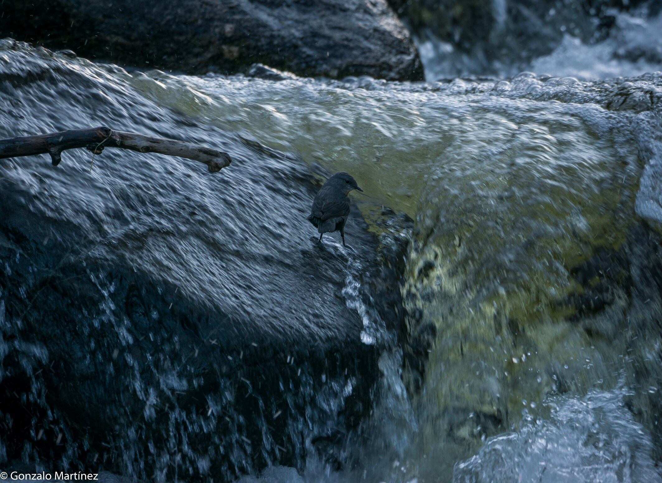 Mirlo buscando alimento