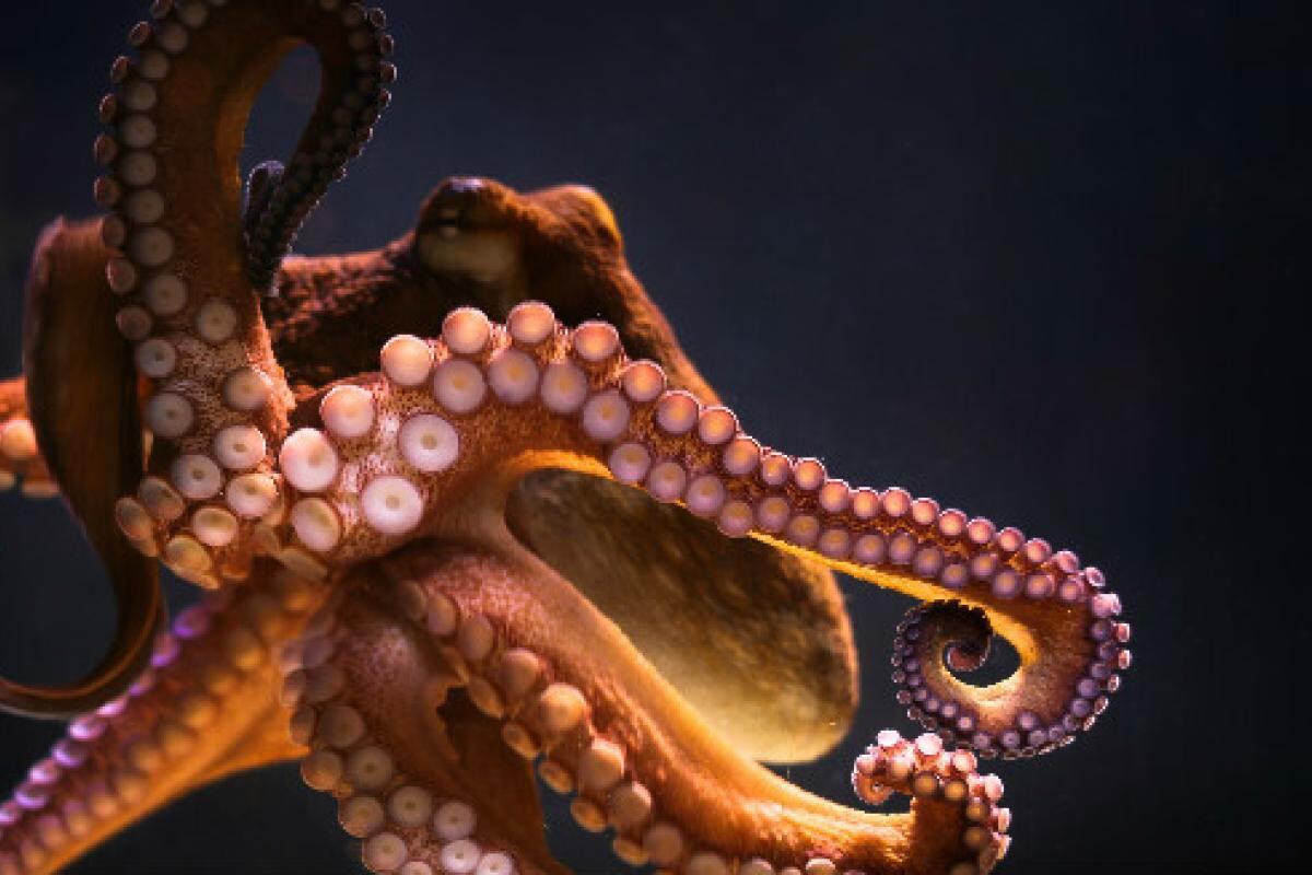 Las hembras pulpos arrojan cosas a los machos que las acosan.