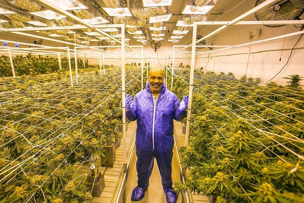 Mike Tyson en su plantación de cannabis.