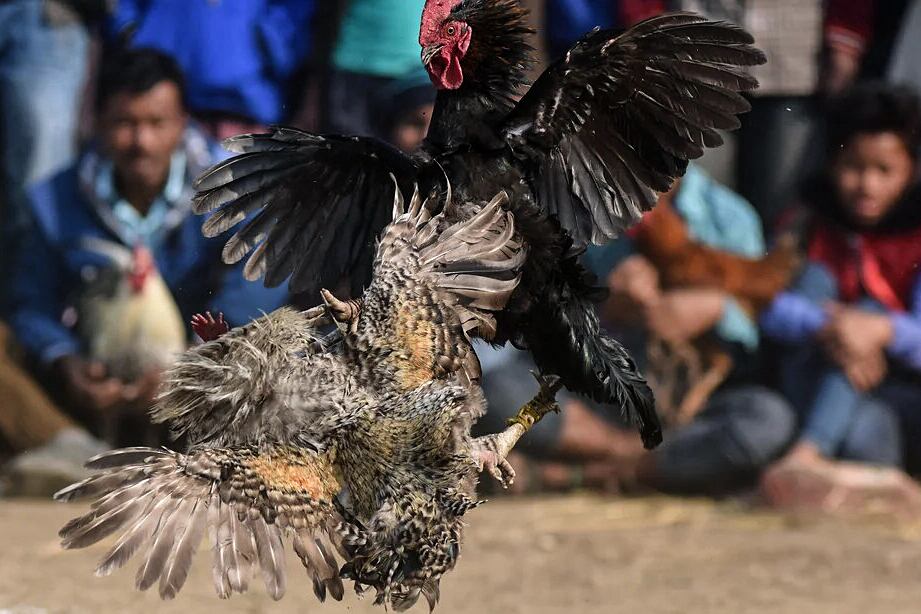 El infierno de las riñas de gallos.