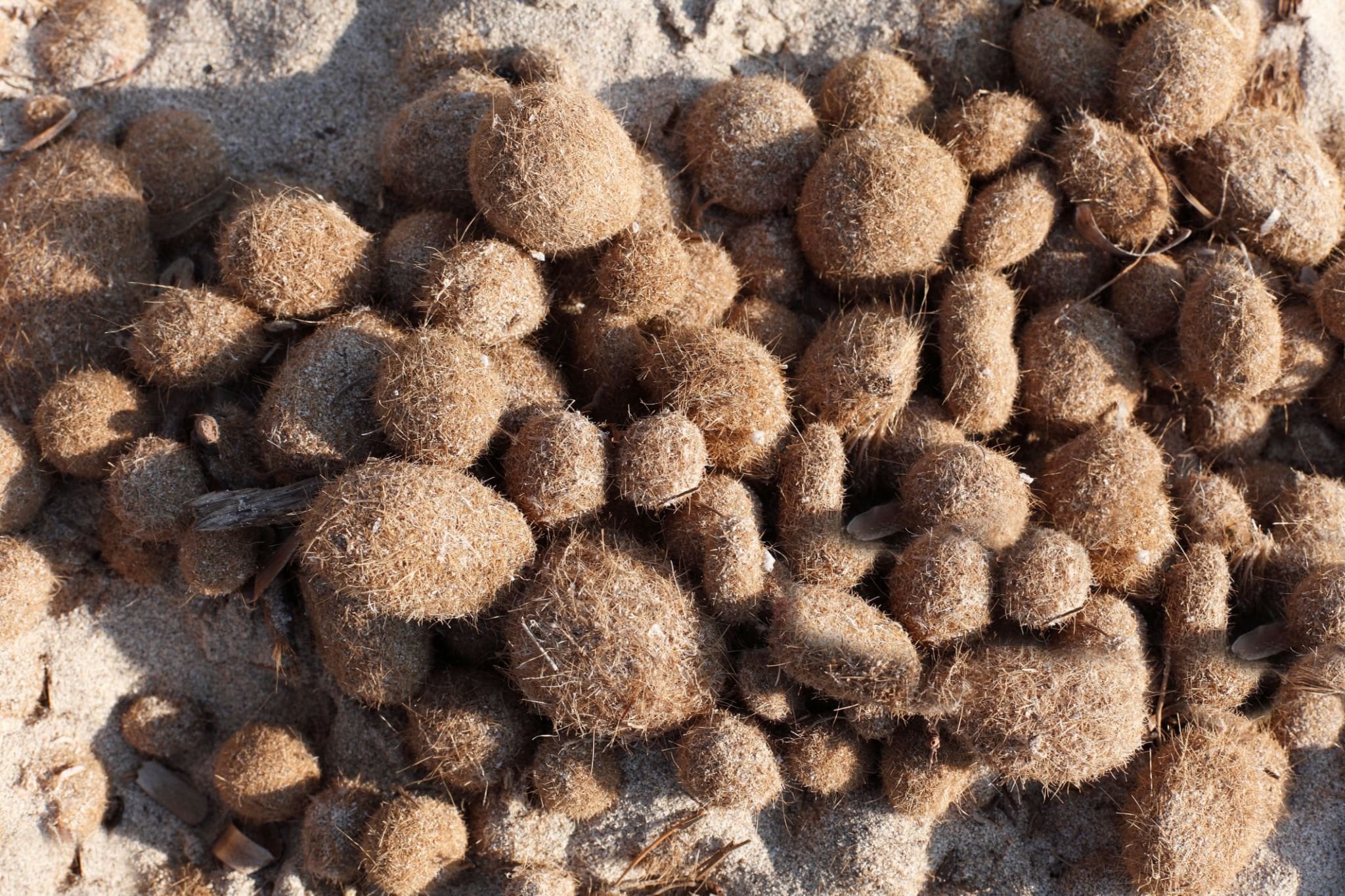 Las curiosas bolas de Neptuno.