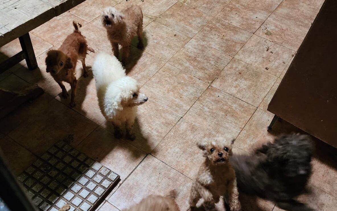 En el inmueble, ubicado en la calle Tonelero al 7000, una pareja se dedicaba a criar perros que ofrecía a la venta a través de internet. (Foto: MPF CABA)