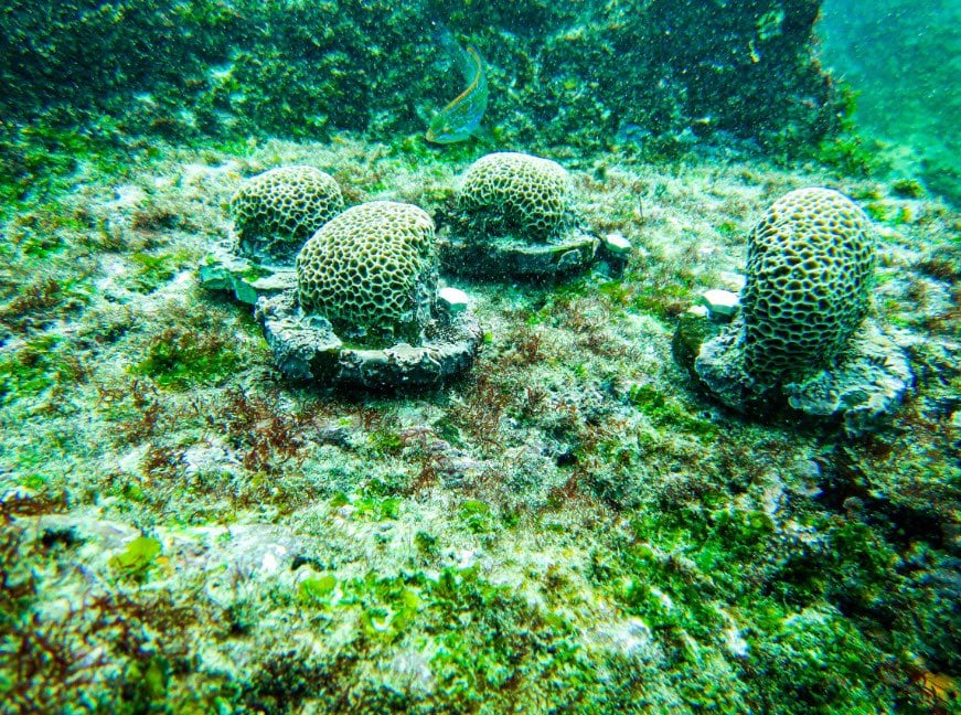 Este archipiélago fue declarado en 1978 como patrimonio natural de la humanidad de la Unesco (Foto: Parque Nacional Galápagos/Gobierno de Ecuador).