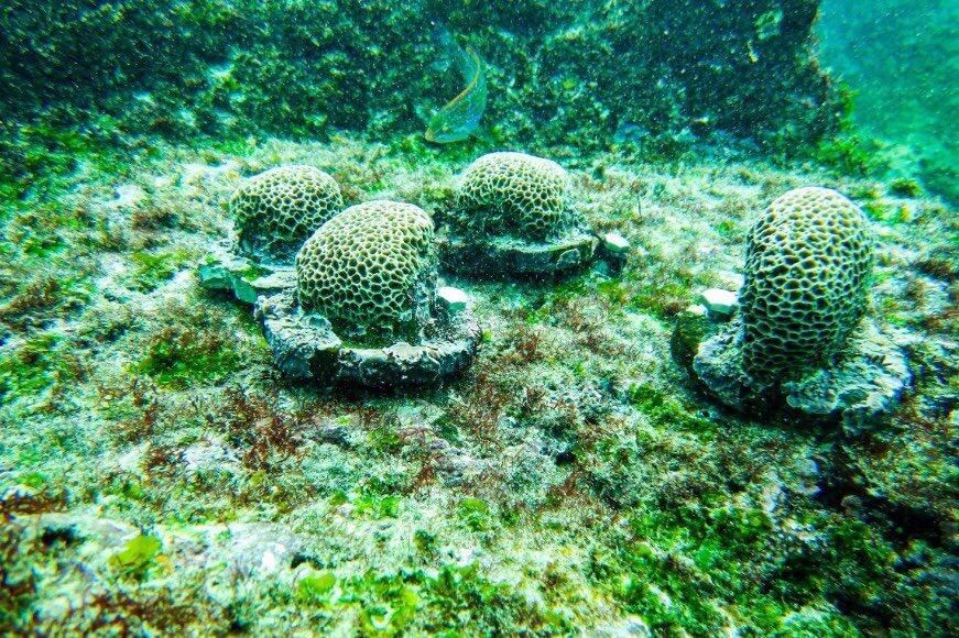 Este archipiélago fue declarado en 1978 como patrimonio natural de la humanidad de la Unesco (Foto: Parque Nacional Galápagos/Gobierno de Ecuador).