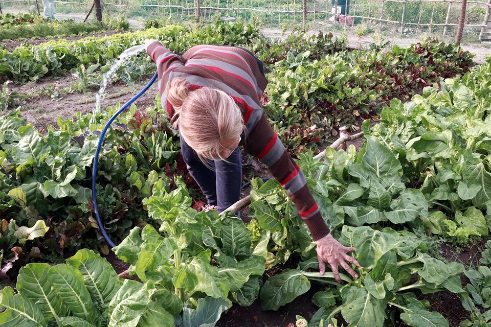 Rosario es pionera en producción agroecológica