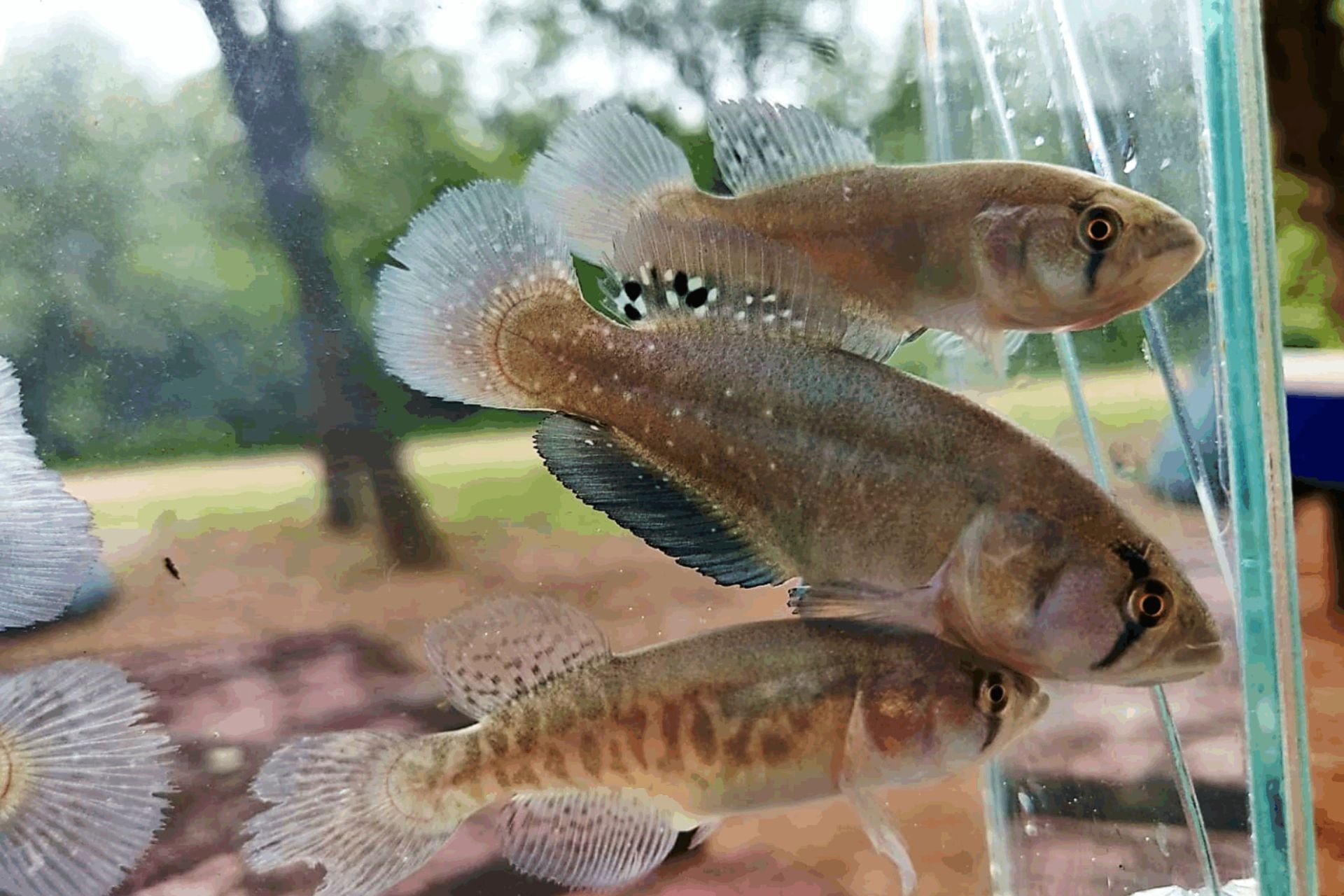 Nuevo pez killi gigante hallado en el Parque Nacional "El Impenetrable", en Chaco