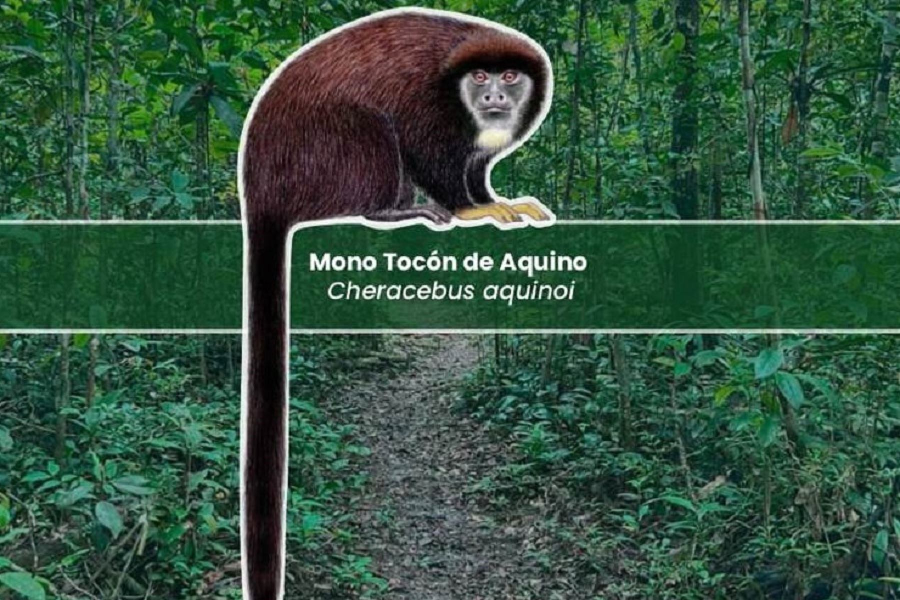 El mono se diferencia "por su pelaje dorsal marrón-rojizo, una corona marrón-rojizo intensa, una mancha blanca en el cuello a forma de babero y las manos de coloración crema".