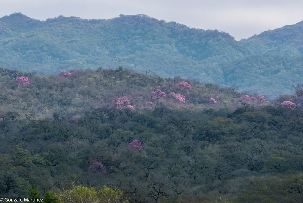 Imagen tomada en el dique de Sumampa.