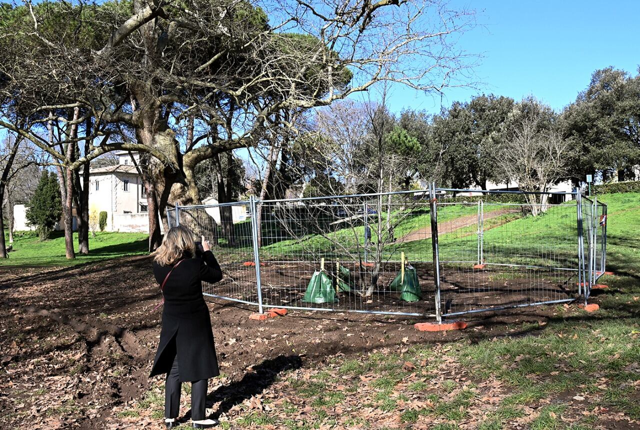 El plátano, recién plantado en el parque romano.