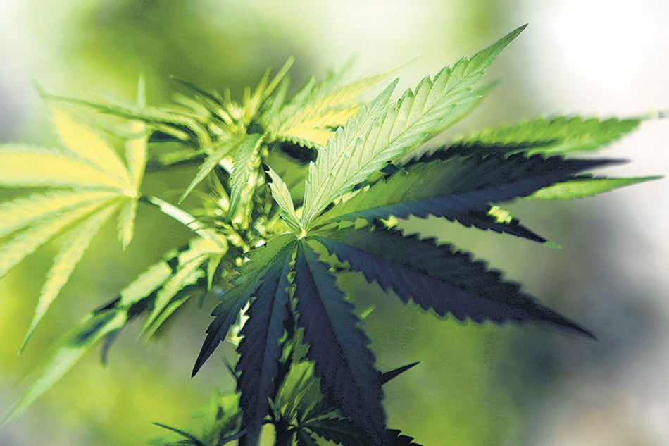 El autocultivo permite controlar la calidad de la materia prima con la que se elabora el aceite medicinal.