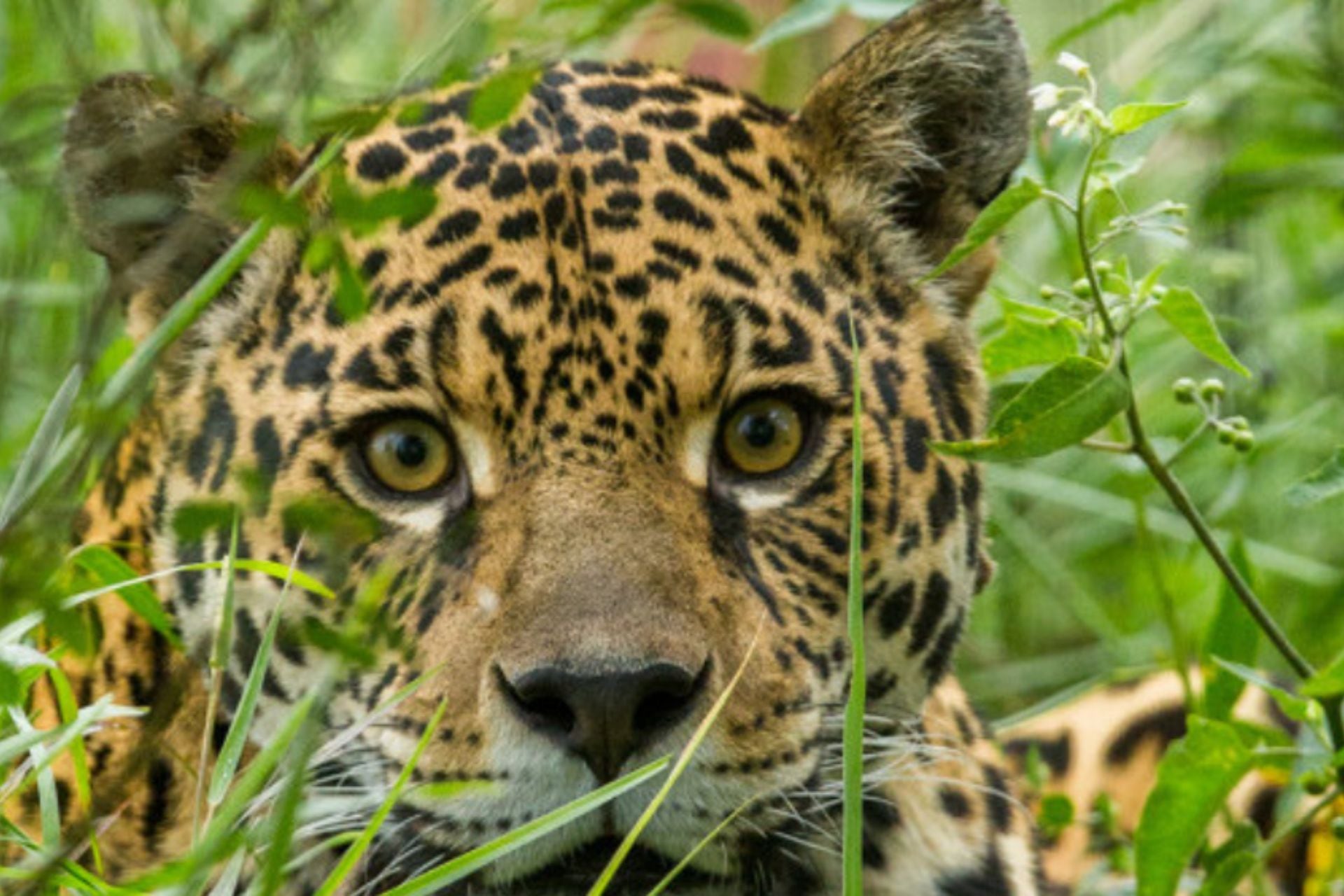 Atropellaron y mataron a una cachorra de yaguareté en Misiones: Passalacqua ofreció una recompensa de dos millones para encontrar al responsable