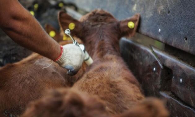 La rabia es enfermedad epidémica causada por el virus rábico transmitido por el vampiro.