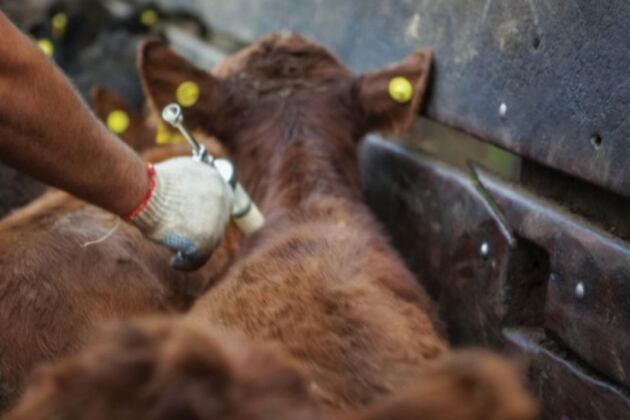 La rabia es enfermedad epidémica causada por el virus rábico transmitido por el vampiro.