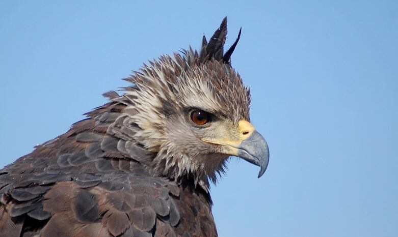 Águila Coronada