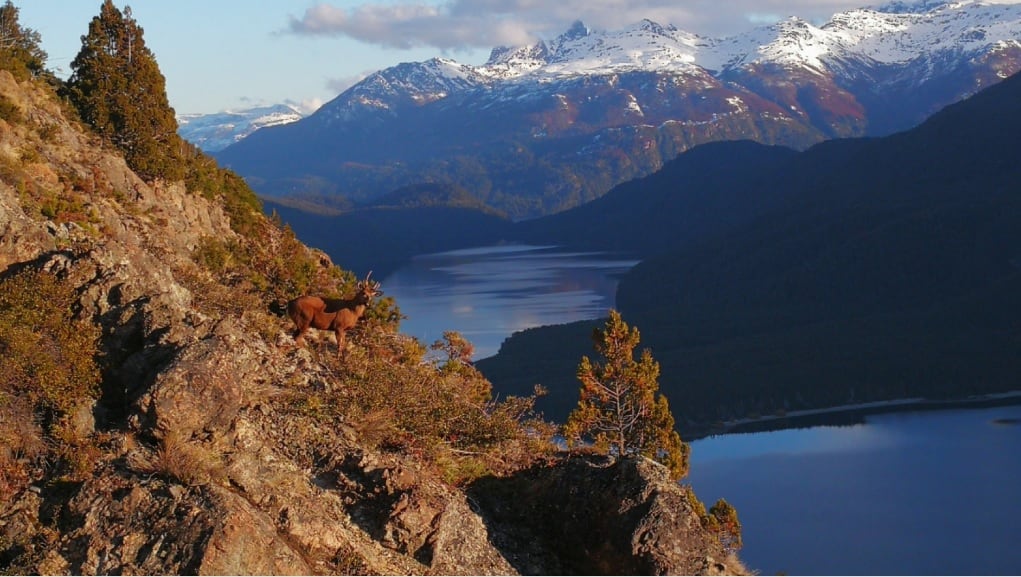 Avistan ciervos nativos en peligro de extinción en Parques Nacionales de la Patagonia. (Imagen: Ministerio del Interior)