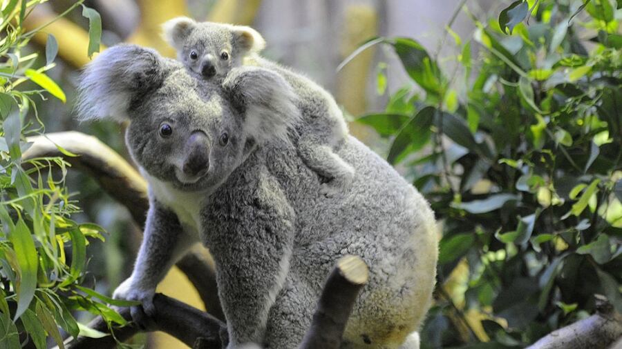 Los koalas son parte de la lista de especies de animales que están en peligro de extinción. (Foto: AFP).