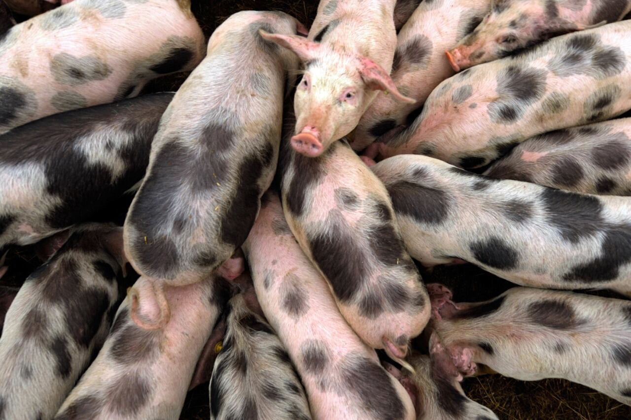 El brote se registró en la región central de Chongqing en un grupo de 70 lechones.