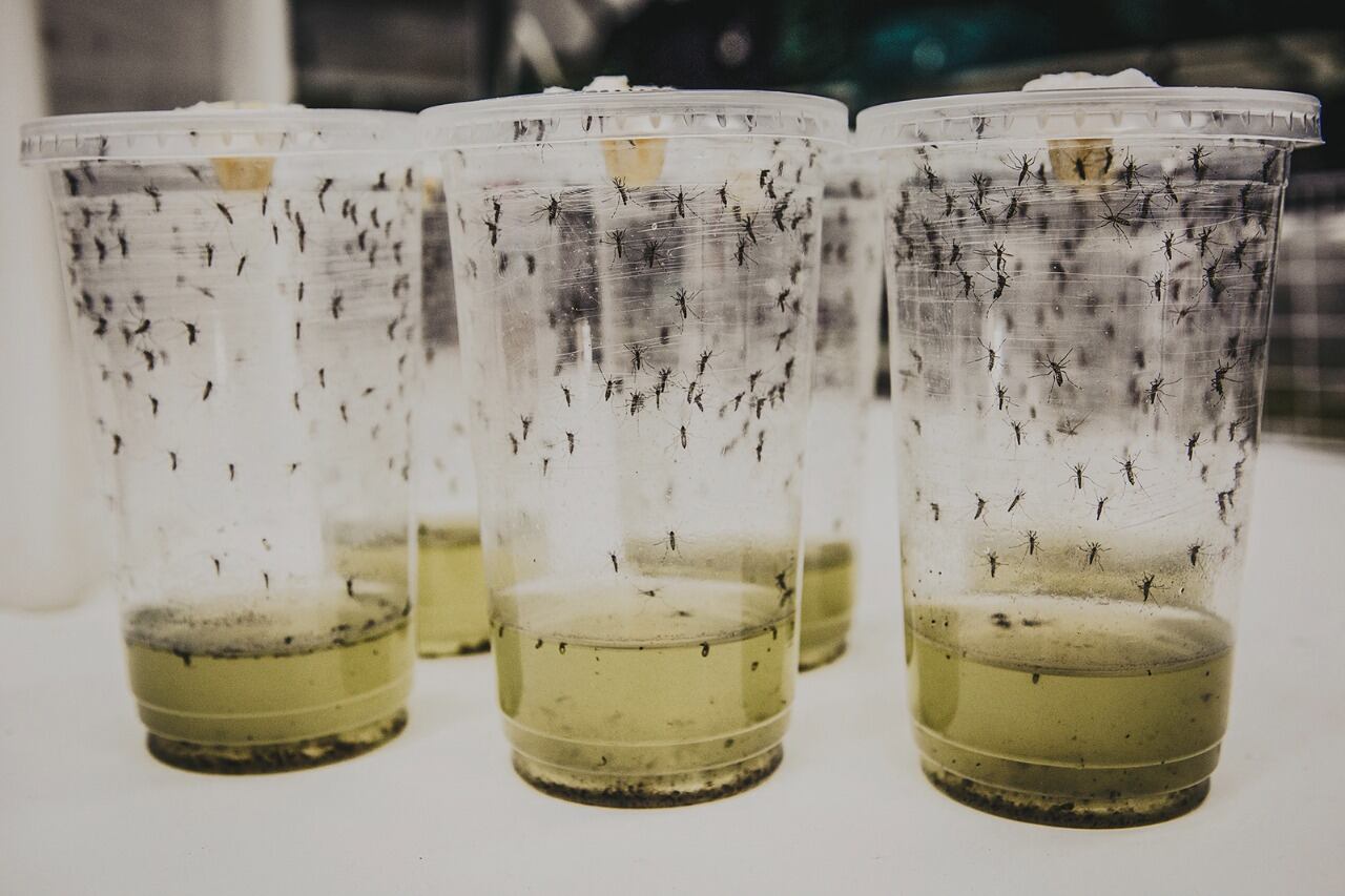 "Tenemos la prueba de que el método Wolbachia es fiable”, señaló Scott O'Neill, director del Programa Mundial del Mosquito.