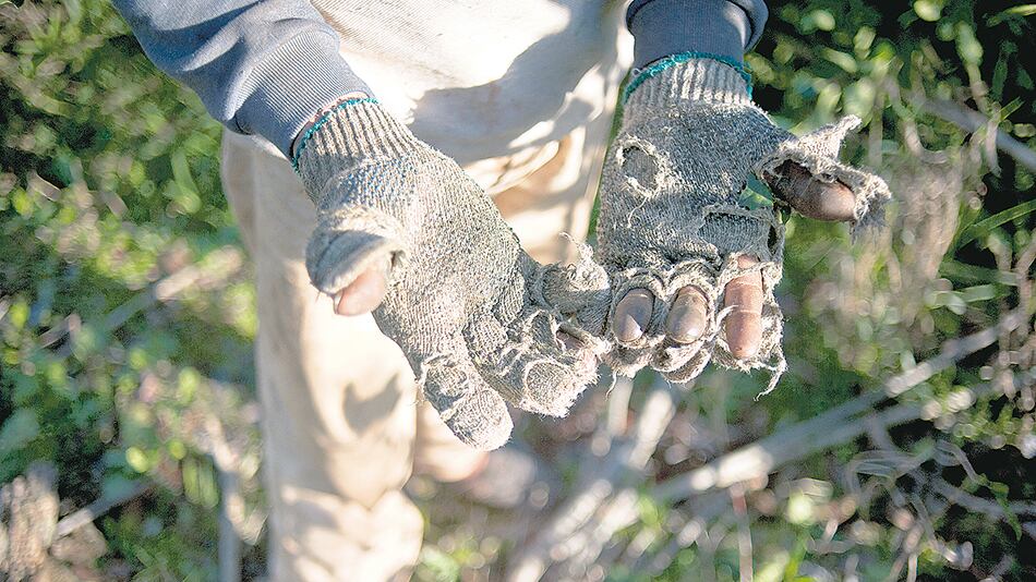Pese a la alta informalidad, hay sólo 734 empresas incluidas en el Repsal.