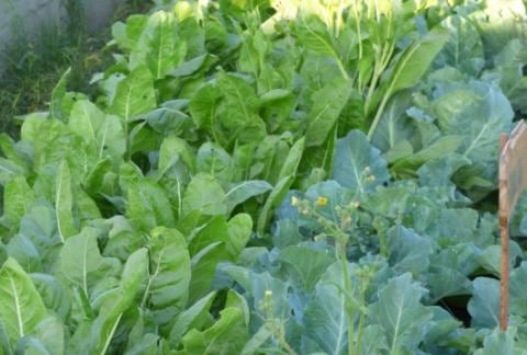 El predio de la primera huerta ubicada en Primera Junta 