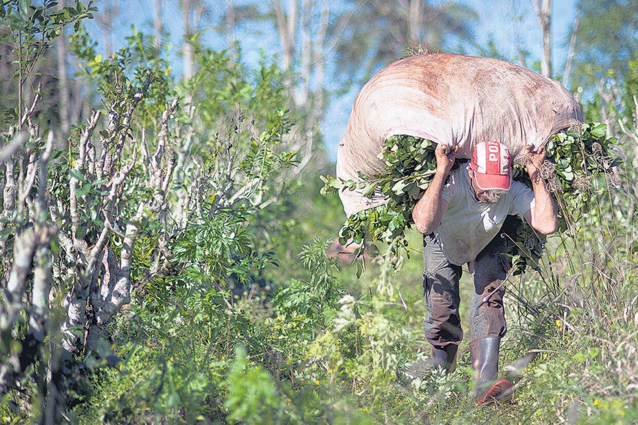 Trabajo precario. El blanqueo propuesto beneficia a los empleadores evasores pero limita la recuperación de derechos de las víctimas.