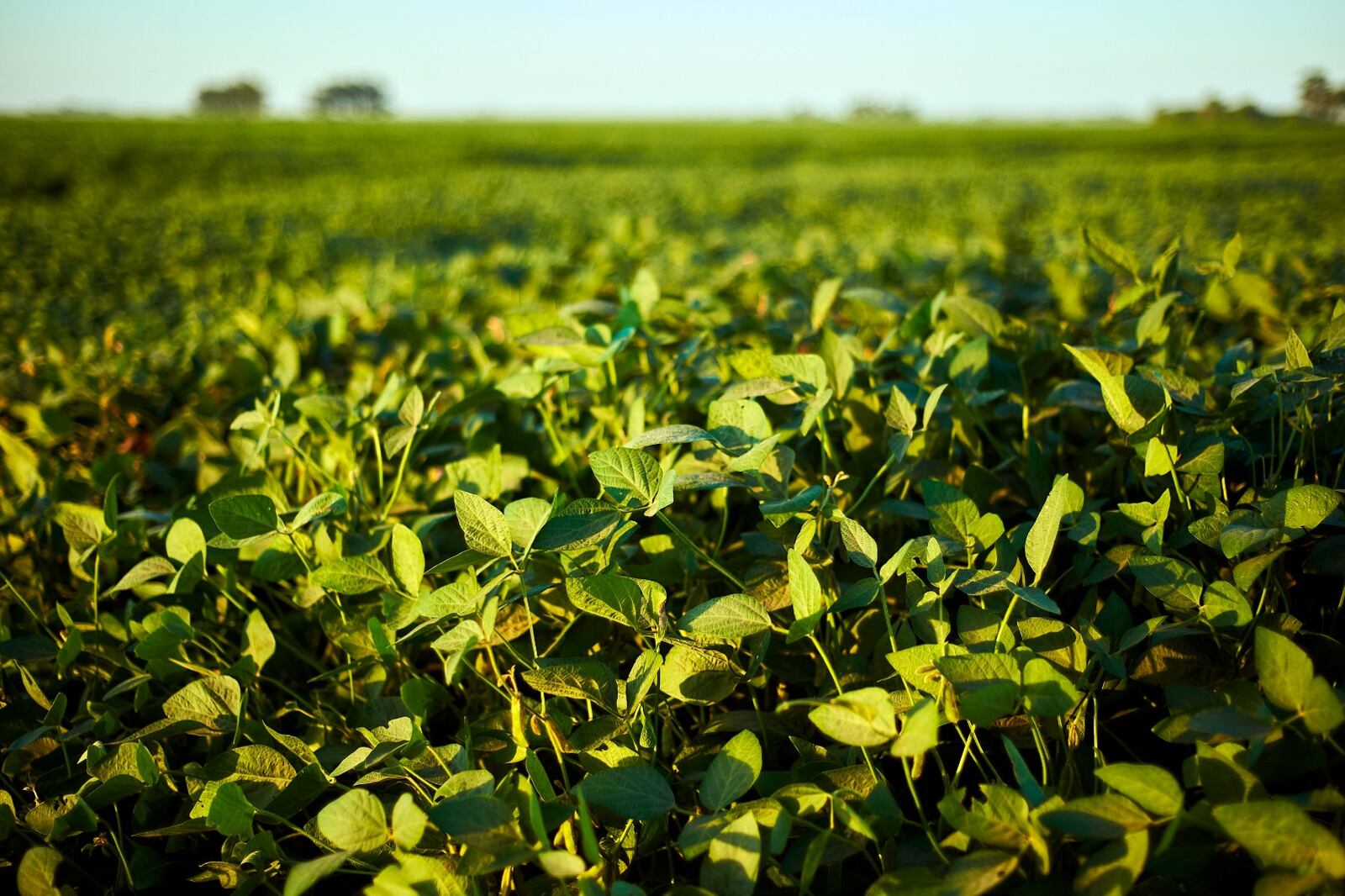 La mejora estaría traccionada por la recuperación de la cosecha.