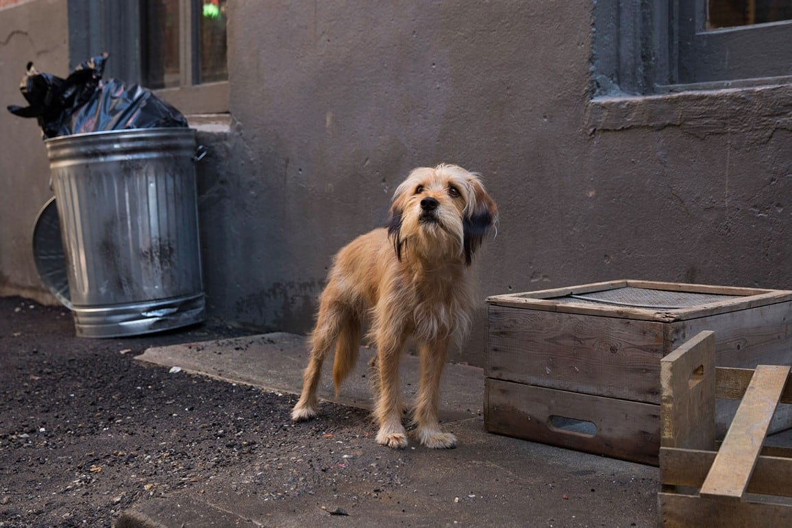 Benji, de la famosa película de 1974, está catalogado como el perro callejero más famoso de la industria del cine.