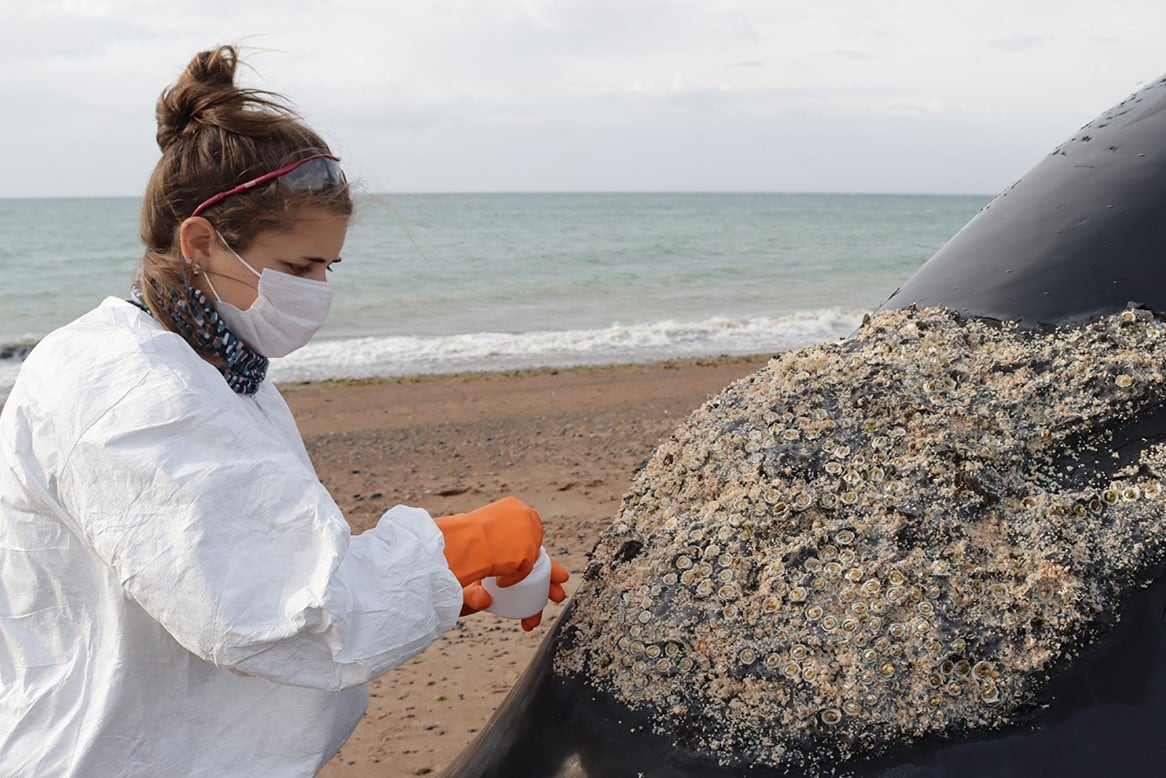 Investigadores del Programa de Monitoreo Sanitario Ballena Franca Austral tomando muestras de un ejemplar fallecido de ballena franca austral en la Península Valdés. (ICB)