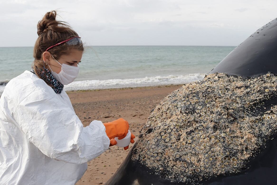 Investigadores del Programa de Monitoreo Sanitario Ballena Franca Austral tomando muestras de un ejemplar fallecido de ballena franca austral en la Península Valdés. (ICB)