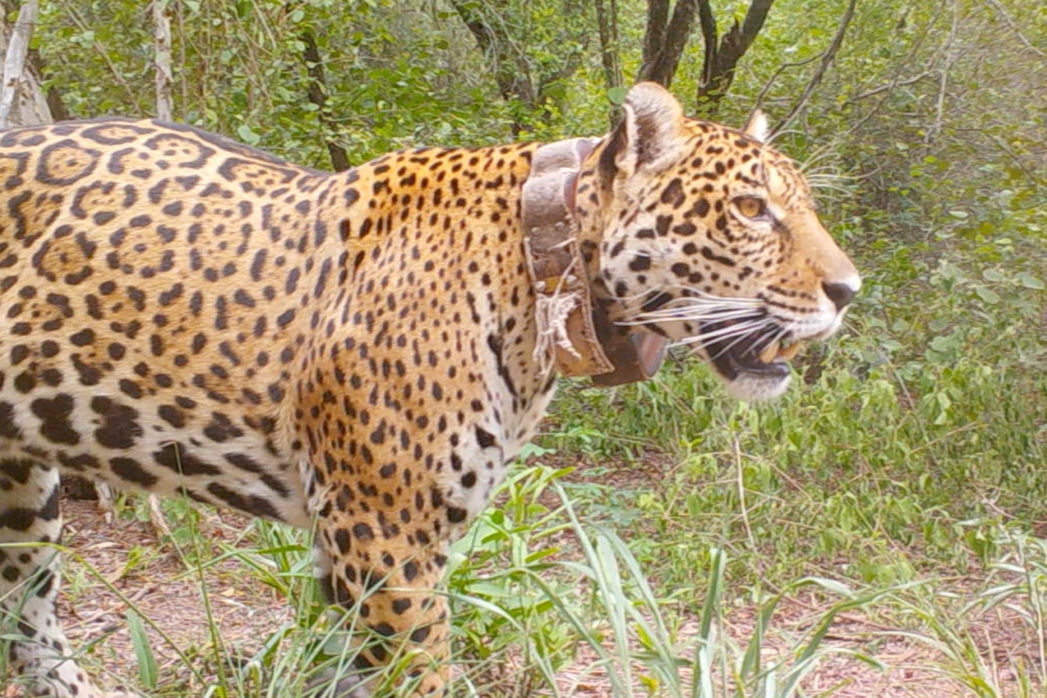 Miní se convirtió en la tercera yaguareté liberada en El Impenetrable (Imagen: Fundación Rewilding Argentina)