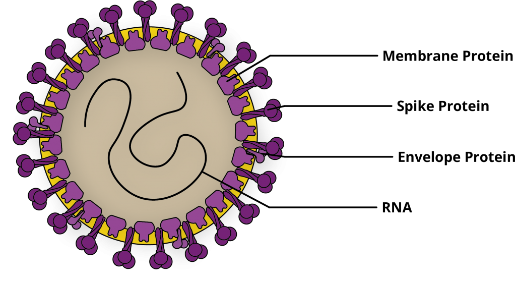 Diagrama del Coronavirus