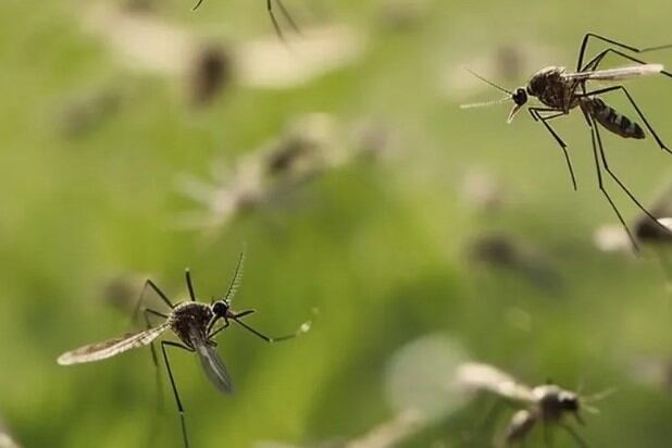 5 recomendaciones para la prevención del dengue. Foto: Istock