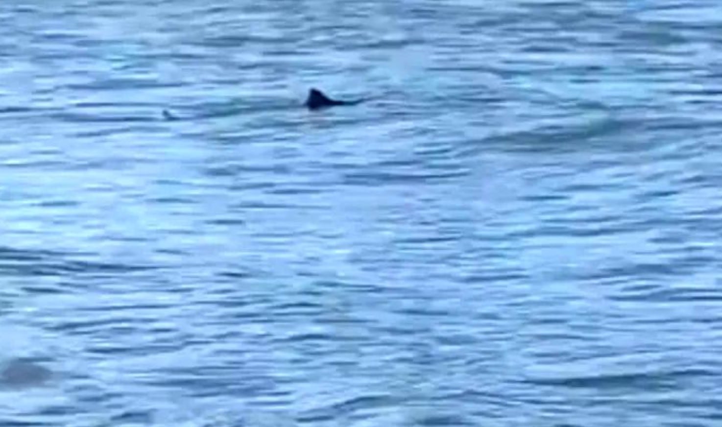 Según explicó a medios locales Juan Lorenzani, integrante de Fauna Marina, el ejemplar avistado sería un cazón, una especie de tiburón que no representa peligro para los humanos   