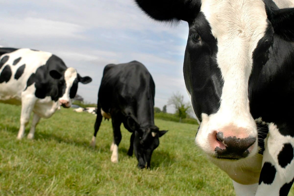 Los precios de la carne, en niveles máximos.