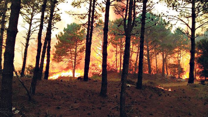 La sequía y las altas temperaturas fueron una combinación letal para la zona de bosques lindera a Cariló.