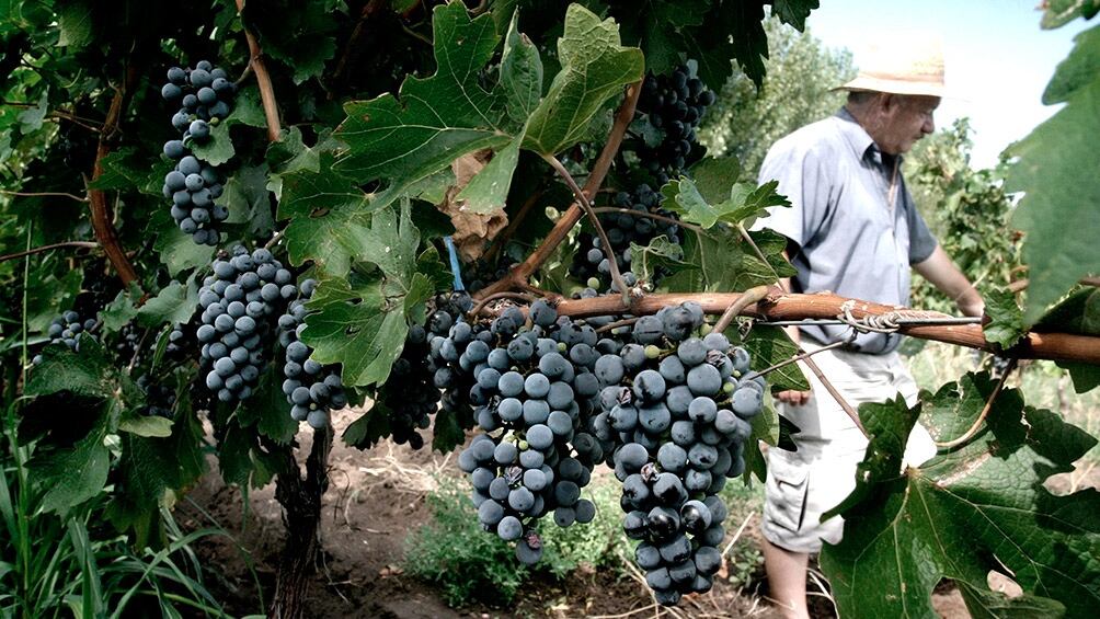 En 2024, la producción de vino alcanzó su nivel más bajo desde 1961.