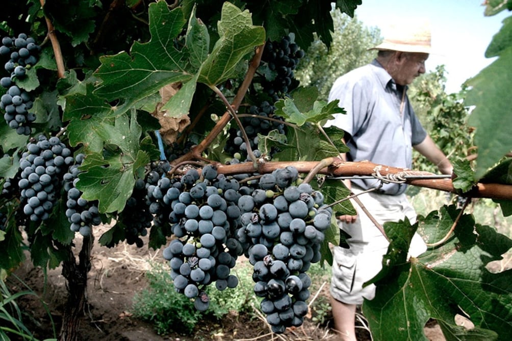 En 2024, la producción de vino alcanzó su nivel más bajo desde 1961.