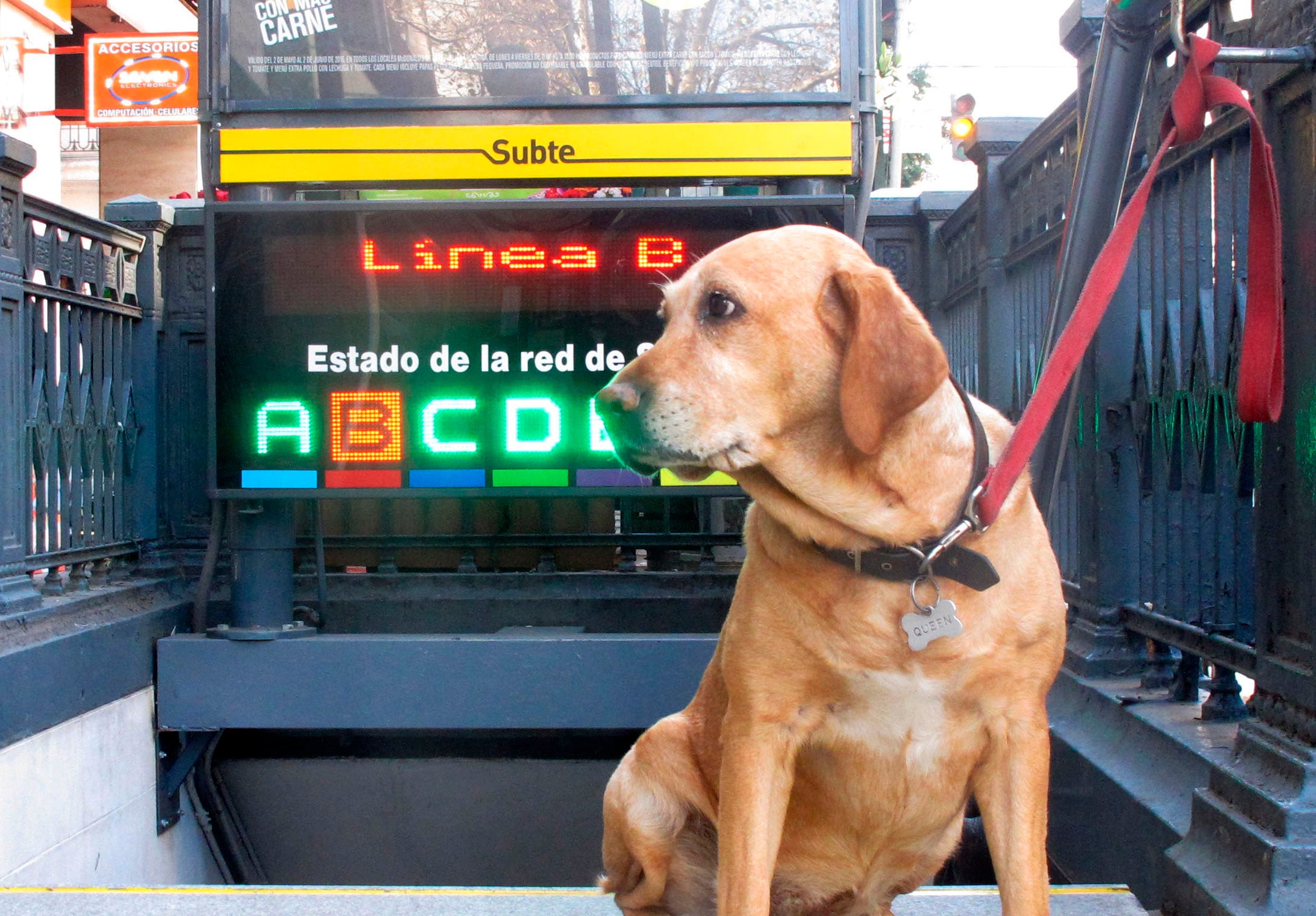 Golpe de calor en mascotas