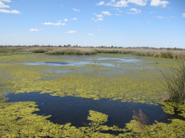 La UNLP pretende vender los terrenos de la reserva