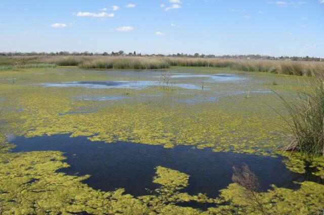 La UNLP pretende vender los terrenos de la reserva